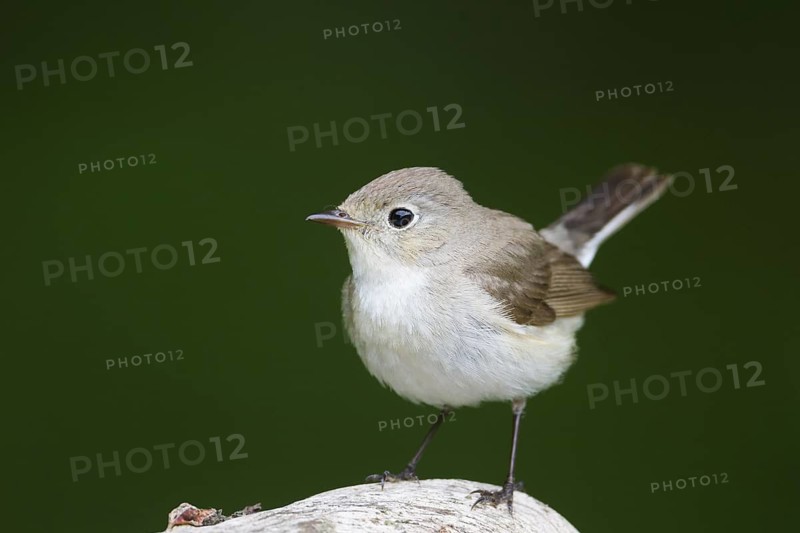 Red-breasted Flycatcher (Ficedula parva) juvenile, Hungary