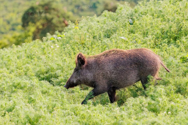 A wild boar (Sus scrofa) runs across a field of wild chamomile (Matricaria chamomilla). Bavaria, Germany