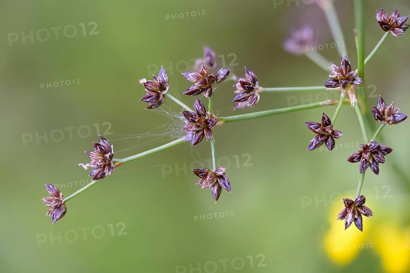 Rushes, glossy rushes, joint rushes, juncaceae, juncus articulatus, flora, jointed rush, jointleaf rush, plants