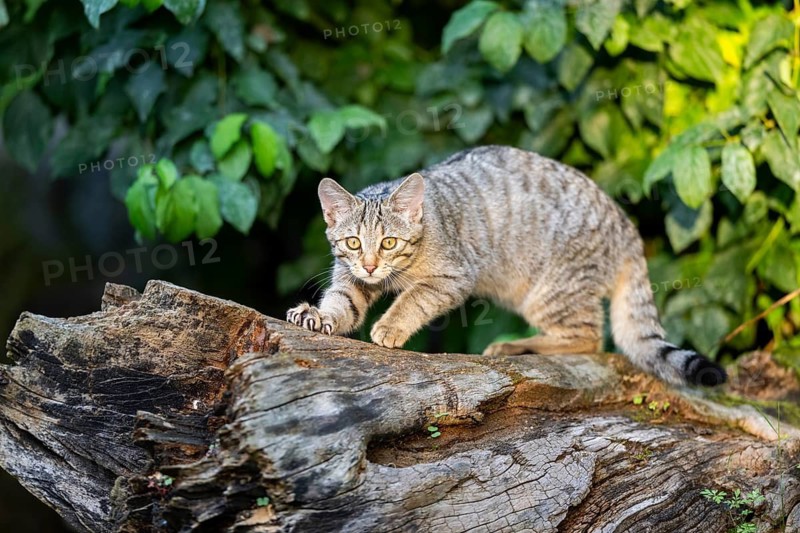 European wildcat (Felis silvestris silvestris) on an old tree trunk, Hesse, Germany