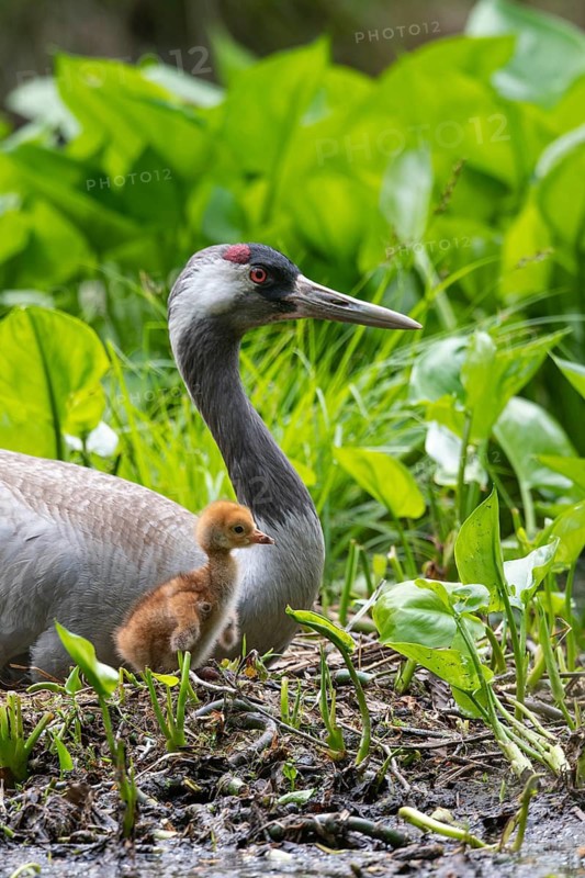 Crane (gurs grus) in nest with chicks, Feldberger Seenlandschaft, Mecklenburg-Vorpommern, Germany