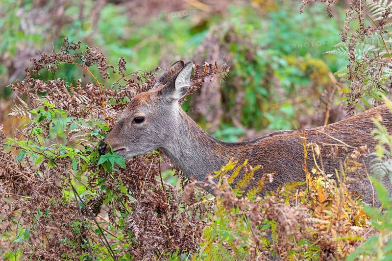 A female sika deer (Cervus nippon) stands in hilly terrain in a clearing overgrown with ferns and searches for food