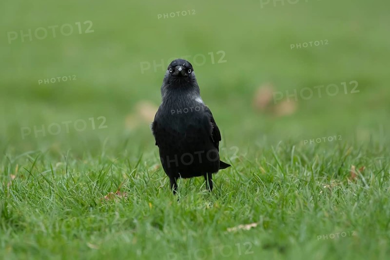 Jackdaw (Corvus monedula) adult bird on a garden grass lawn, England, United Kingdom