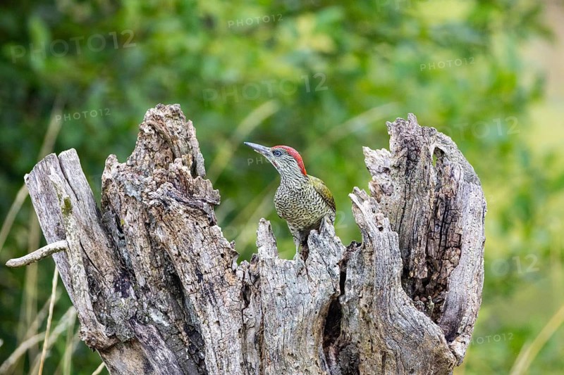 Green woodpecker (Picus viridis) Germany