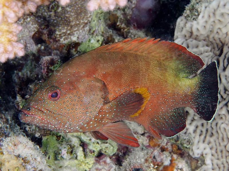 Red grouper (Cephalopholis hemistiktos)