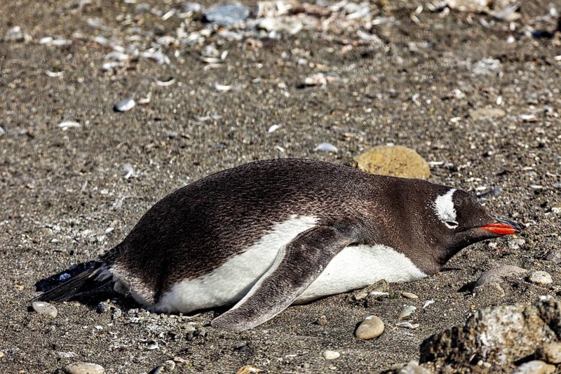 A penguin lies asleep on the sandy beach, surrounded by nature, Gentoo penguin (Pygoscelis papua) in the Antarctic
