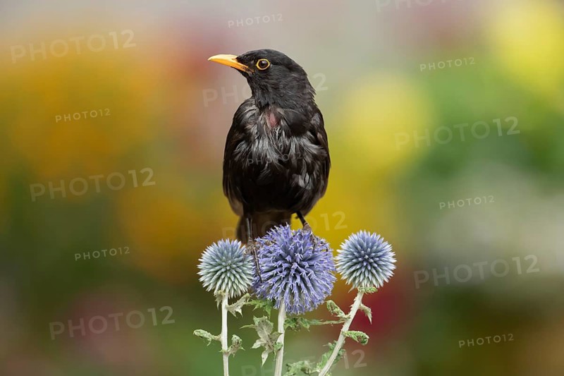 Eurasian blackbird (Turdus merula) adult garden male bird on Globe thistle flowers in summer, England, United Kingdom