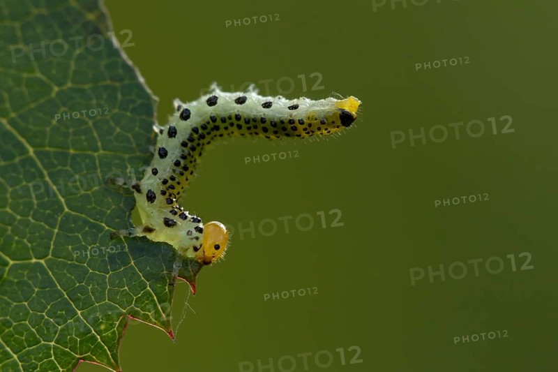 Large rose sawfly (Arge ochropus) caterpillar larva feeding on a rose leaf in a garden in summer, England, United Kingom