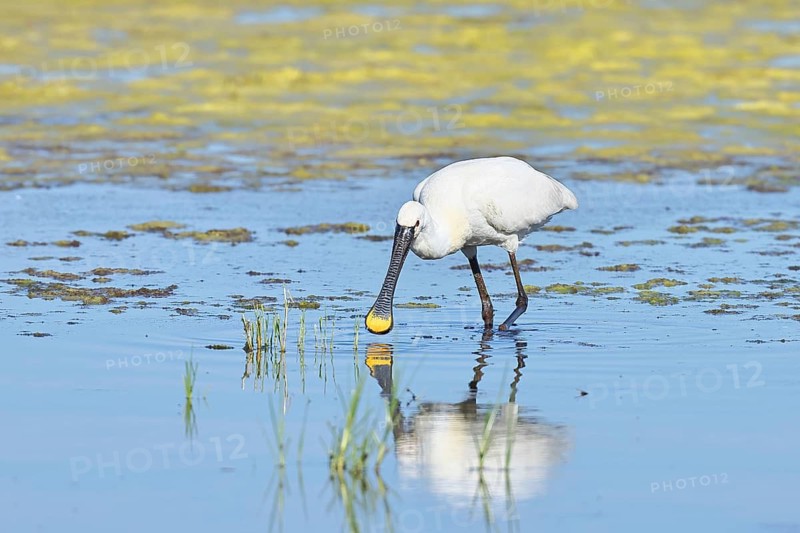 Spoonbill (Platalea leucorodia), adult bird striding through shallow water, adult bird in splendour, wildlife, Ziggsee, Burgenland, Austria