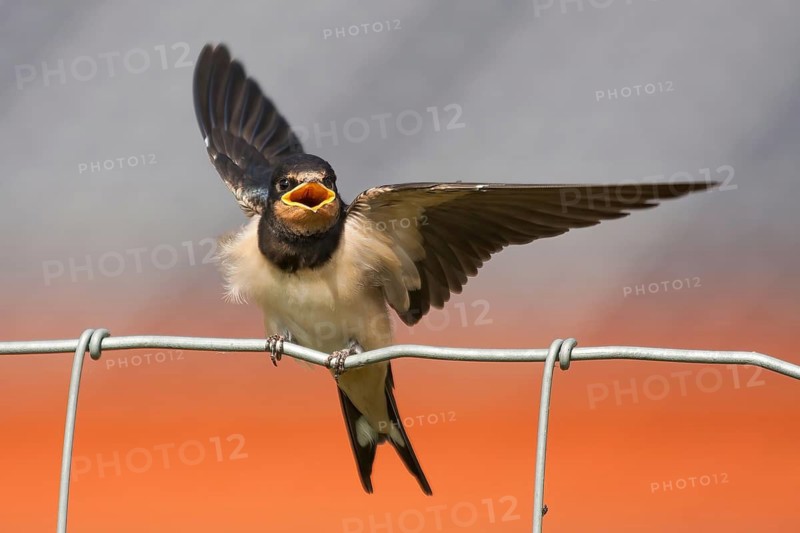 Young barn swallow (Hirundo rustica), sitting on fence, begging for food, Hesse, Germany