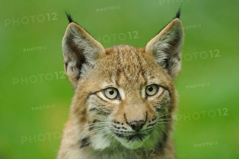 A young lynx looks attentively into the camera, surrounded by green forest, Eurasian lynx (Lynx lynx), Hesse