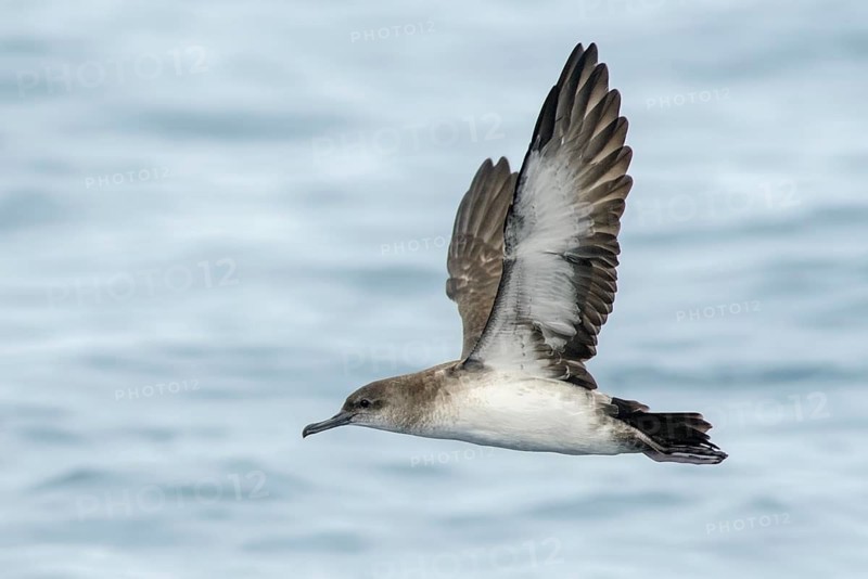 Black-vented Shearwater (Puffinus opisthomelas) flying, California, USA