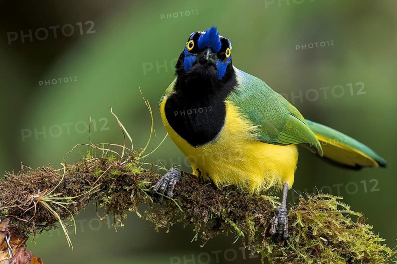 Inca Jay (Cyanocorax yncas) perched on a branch in Colombia, South America