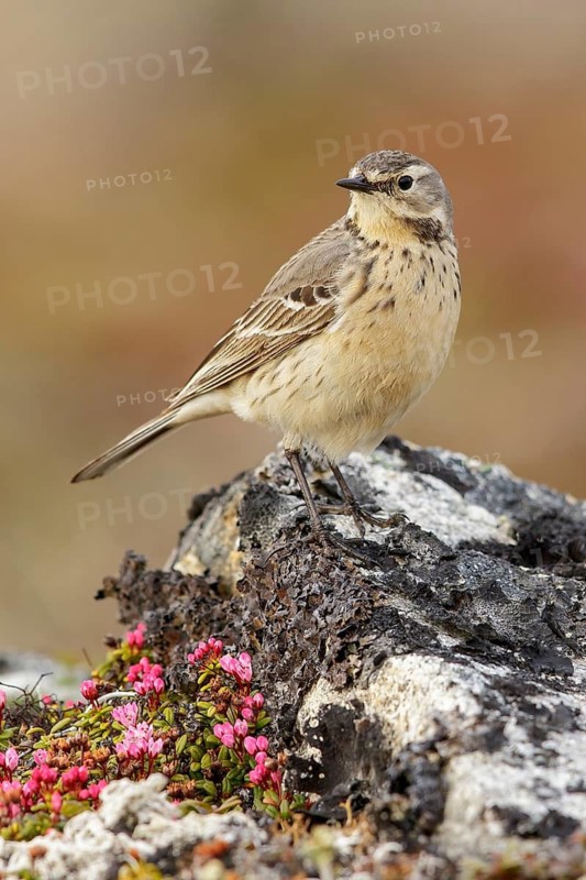 American Pipit (Anthus rubescens) perched on the tundra in Nome, Alaska