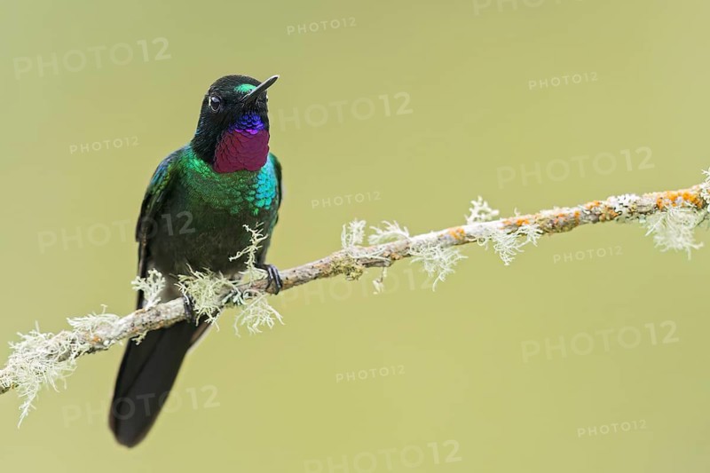 Tourlamine Sunangel (Heliangelus exortis) perched on a branch in Colombia, South America