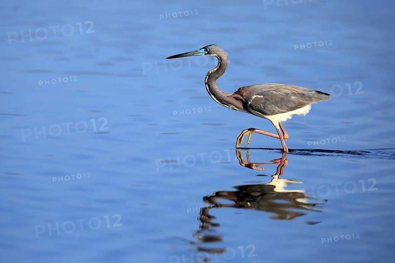Tricoloured Heron (Egretta tricolor), adult, in the water, foraging, Merritt Island, Black Point Wildlife Drive, Florida, USA
