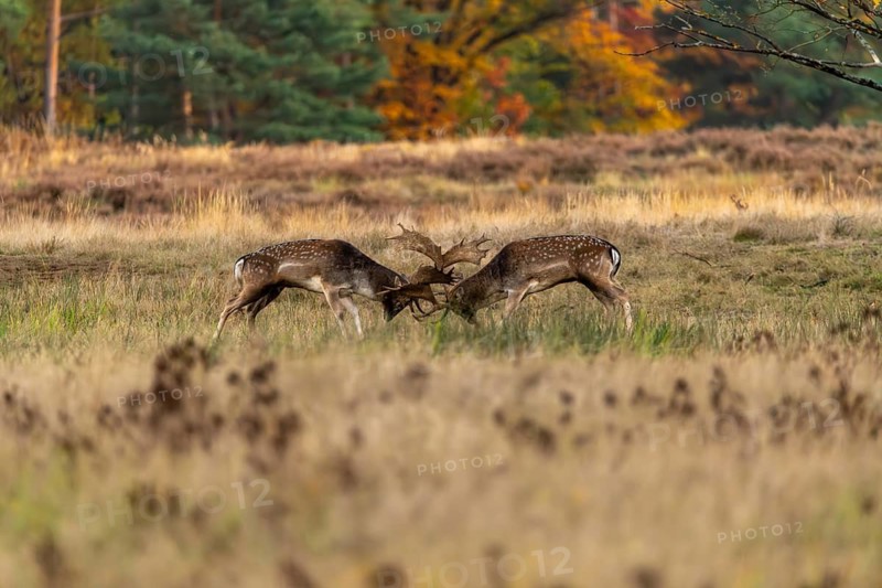 Fallow deer (Dama dama), fighting during the rut in a clearing, Rüsselsheim am Main, Hesse, Germany
