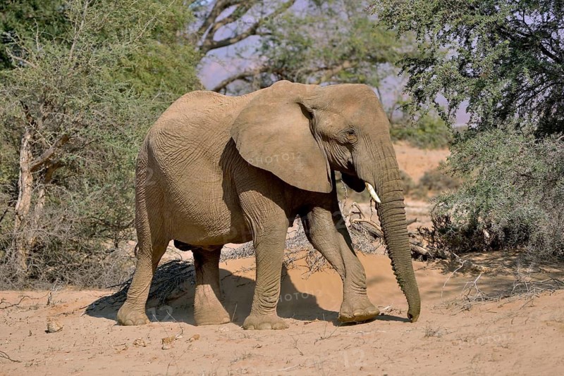 Desert elephant or African Elephant (Loxodonta africana), dry riverbed of the Huab, Damaraland, Namibia
