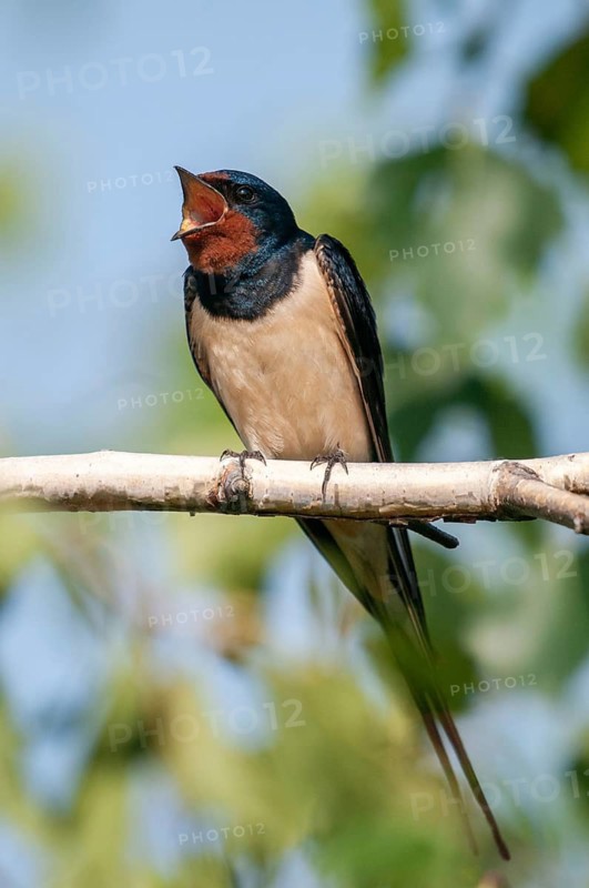 Hirundo rustica, house martin, barn swallow, birds, song, high size, portrait format, passeri, swallows, singing, songbirds, birds