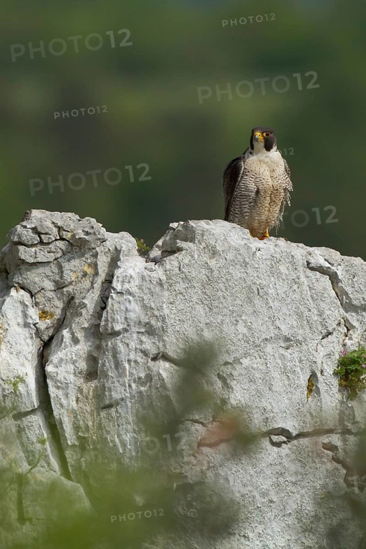 Peregrine Falcon (Falco peregrinus) perched on a rock, Istria, Croatia