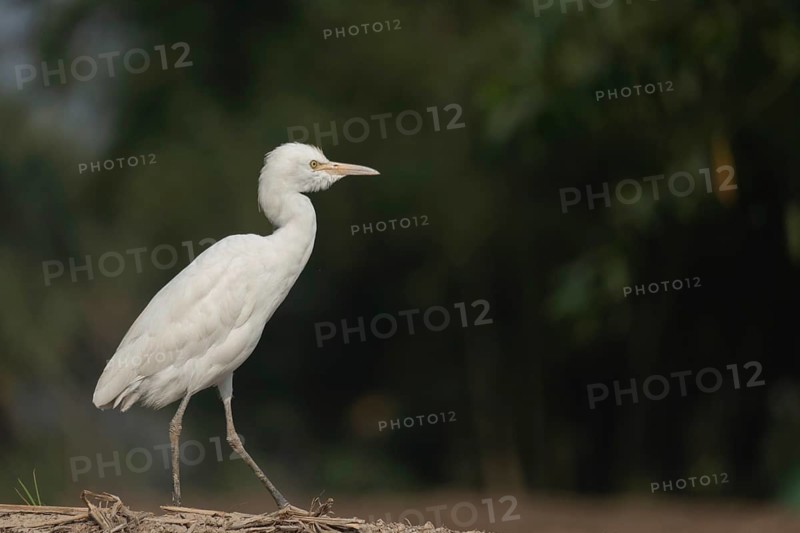 A Elegant Little Egret (Egretta garzetta), Sreepur, Gazipur, Bangladesh