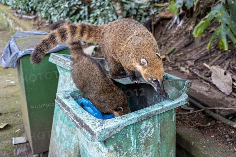 Coatis looking for food, Tijuca National Park, Rio de Janeiro, Brazil