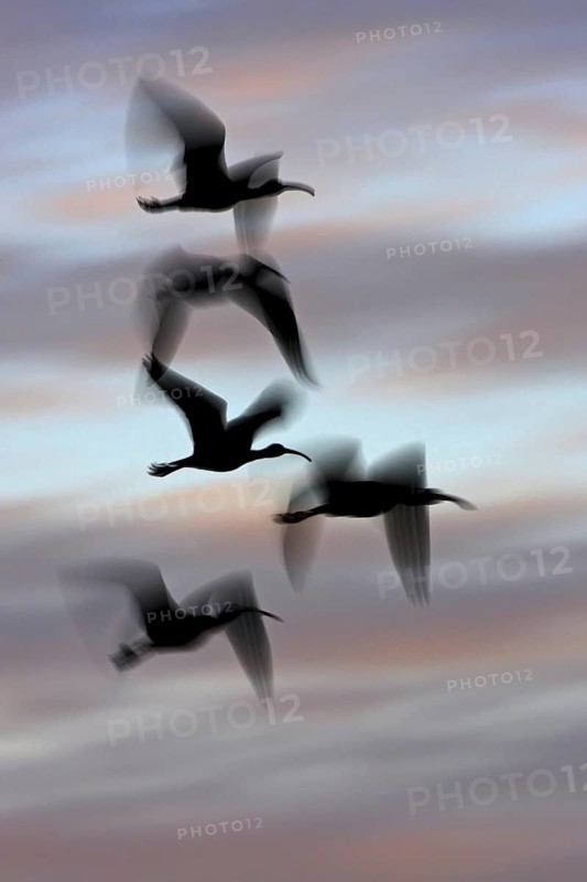 American White Ibis (Eudocimus albus) flying, Florida, USA