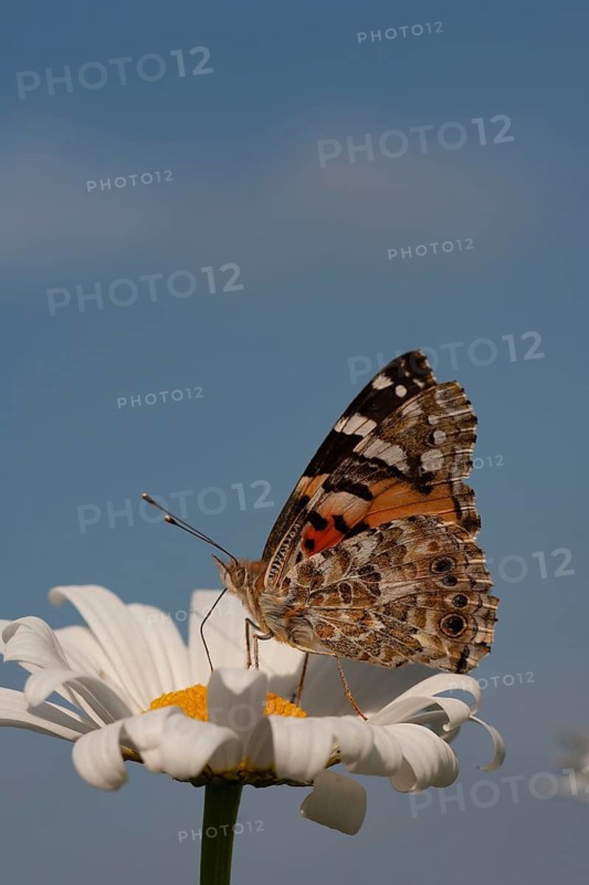 Painted lady butterfly (Vanessa cardui) adult insect feeding on an Oxeye daisy (Leucanthemum vulgare) flower in summer, Suffolk, England, United Kingdom