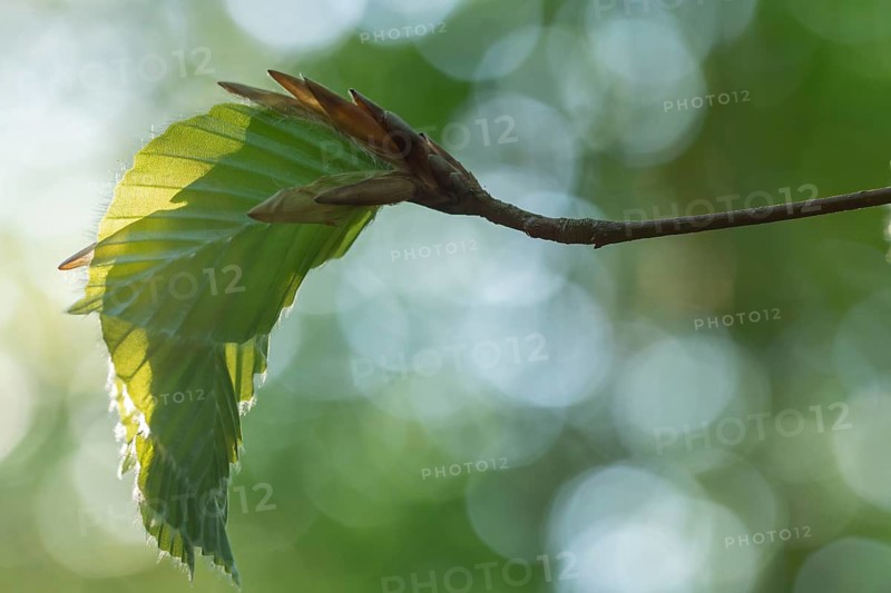Delicate awakening - fresh beech leaves in the spring light. Beech leaves after new shoots in spring
