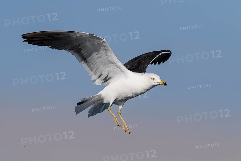Lesser Black-backed Gull (Larus fuscus) flying, Eilat, Israel