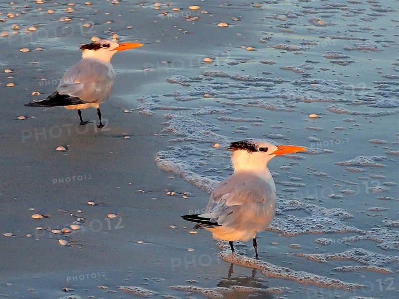 Royal Tern (Thalasseus maximus / Sterna maxima)