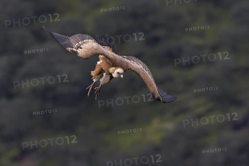 Griffon Vulture (Gyps fulvus), Extremadura, Spain