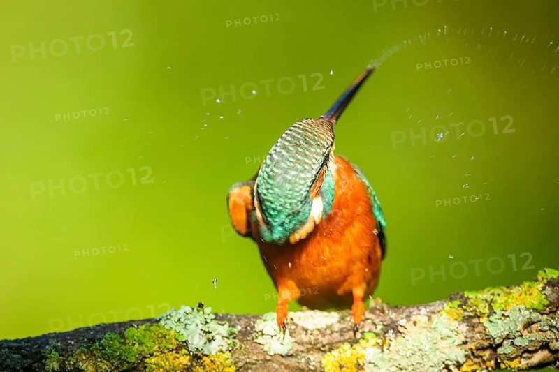 Common kingfisher (Alcedo atthis) sitting on a branch with autumncolours, wildife, Catalonia, Spain