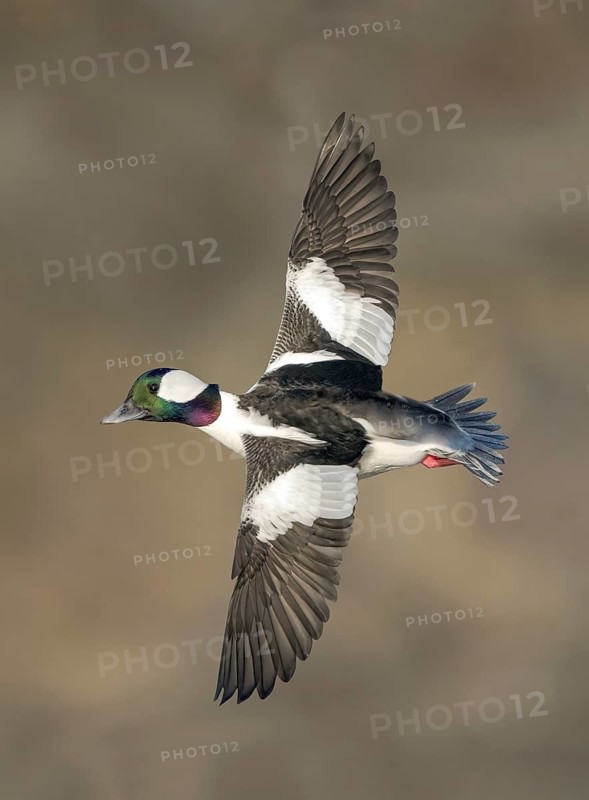 Bufflehead (Bucephala albeola) male flying, Alaska, USA