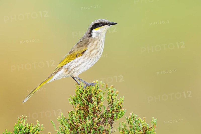 Singing Honeyeater (Gavicalis virescens), Victoria, Australia