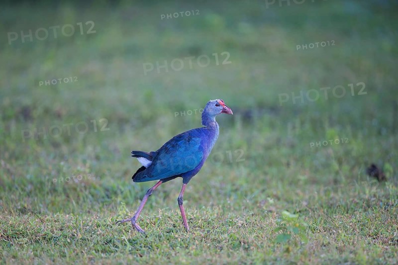 Grey-headed Swamphen (Porphyrio poliocephalus) foraging, Sri Lanka