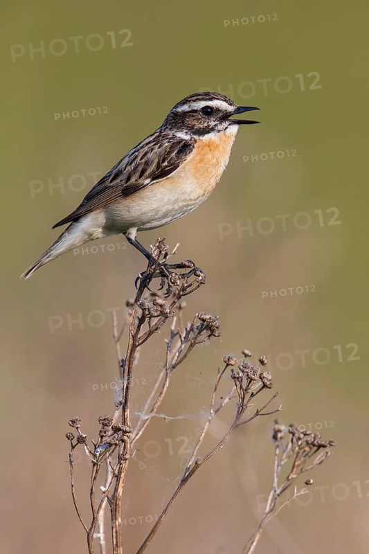 Whinchat (Saxicola rubetra) male singing, Poland