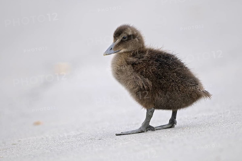 Eiderente (Somateria mollissima), Eider, Jungvogel am Strand, Juni, Duene der Insel Helgoland, Schleswig-Holstein, Deutschland