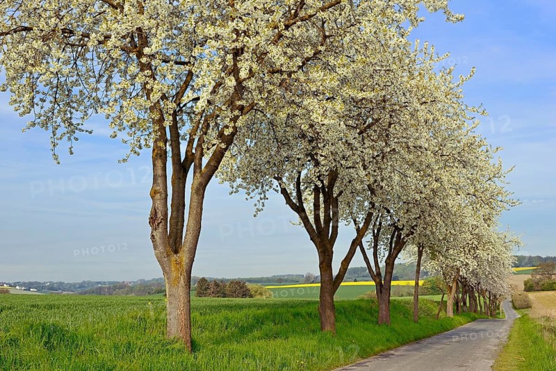 Row of trees, fruit trees, cherry (Prunus) in bloom along a country road, blue sky, North Rhine-Westphalia, Germany