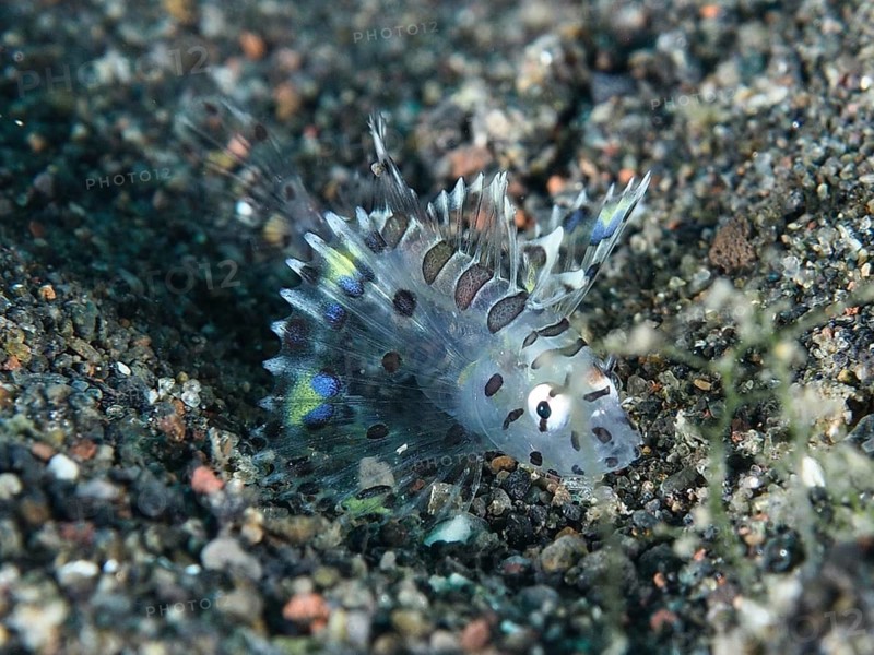 Small transparent fish with patterns, zebra dwarf lionfish (Dendrochirus zebra) juvenile, in the sandy seabed, dive site Puri Jati, Umeanyar, Bali, Indonesia