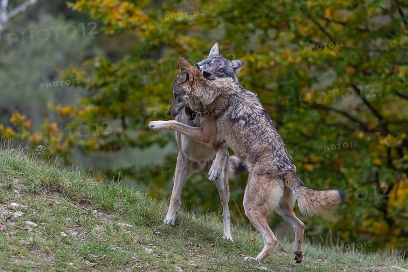Two young adult eurasian gray wolf (Canis lupus lupus) playing with each other on a hill on green grass with a forest in fall colours in the background