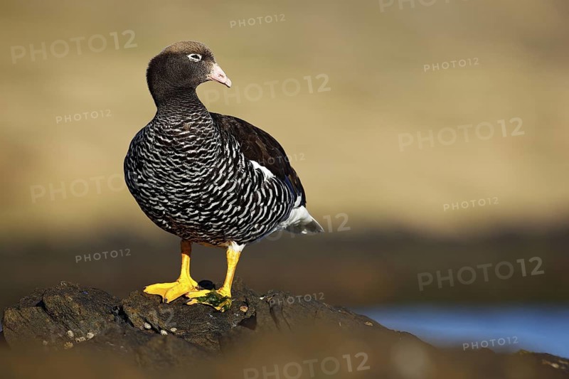 Kelp goose, Chloephaga hybrida, member of the duck, goose. It can be found in the Southern part of South America; in Patagonia, Tierra del Fuego, and the Falkland Islands. Bird on ocean coast