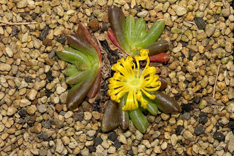 Glottiphyllum nelii, succulent plants, blooming, flowers, Stellenbosch Botanic Garden, Western Cape, South Africa