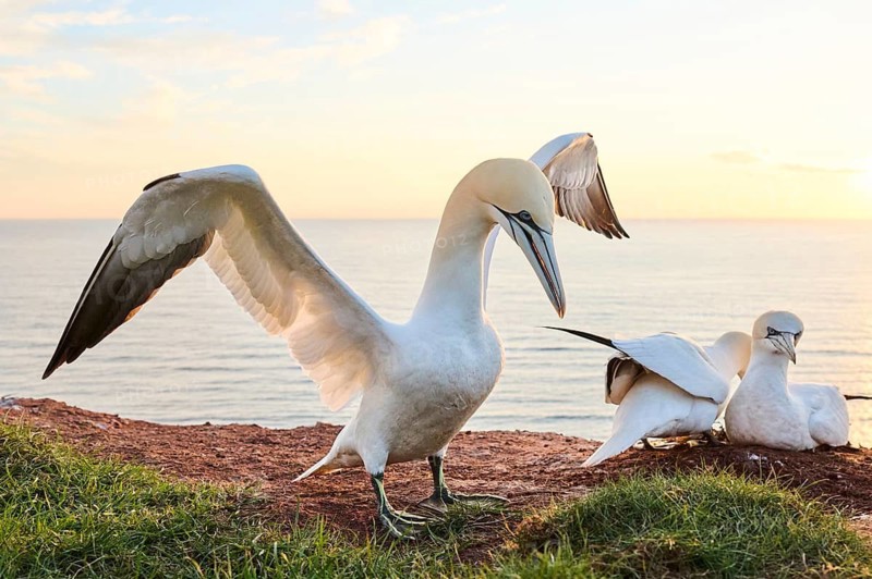 Northern gannet (Morus bassanus) courts a female in the colony at sunset with the sea in the background, wildlife, Helgoland, Germany