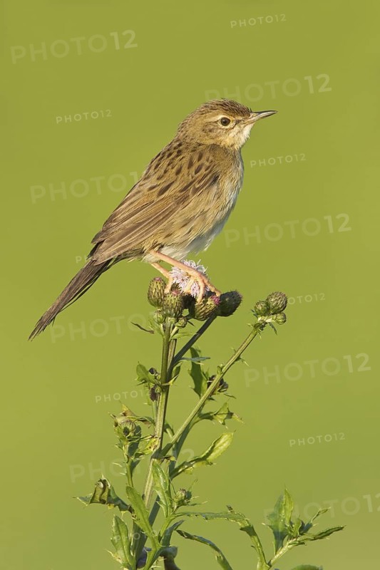 Common Grasshopper Warbler (Locustella naevia), Vorarlberg, Austria