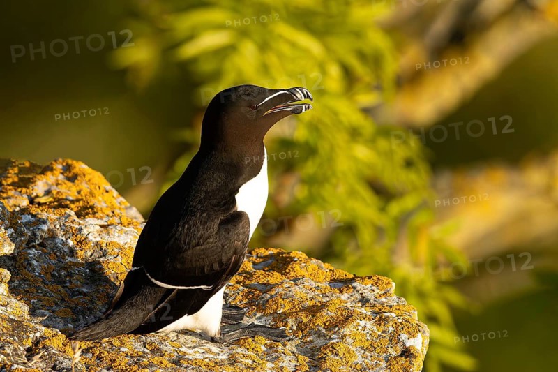 Razorbill (Alca torda) on a cliff, Gotland, Sweden