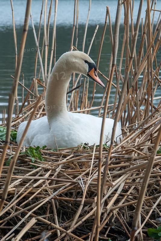 Cygnus olor, mute swan, anatidae, birds, breed, brood, duckbirds, female, high size, portrait, cusp swan, swans, swan, swans, birds, waterbirds, waterbirds, female