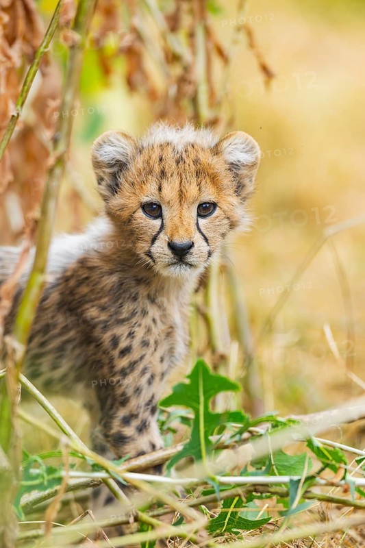 Cheetah (Acinonyx jubatus) youngster standing on a meadow, captive, occurrence Africa