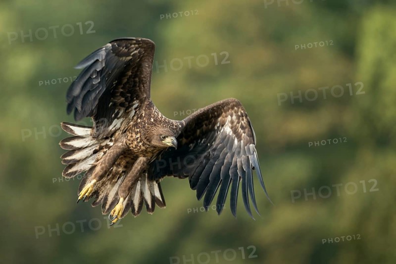 White-tailed Eagle (Haliaeetus albicilla) juvenile flying, Poland