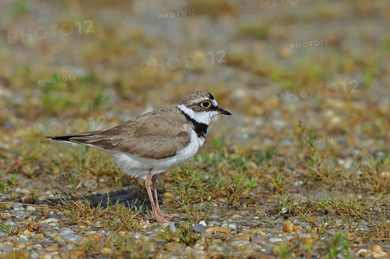 Little Ringed Plover (Charadrius dubius) adult bird standing on the lakeshore, Lake Neusiedl National Park, Burgenland, Austria